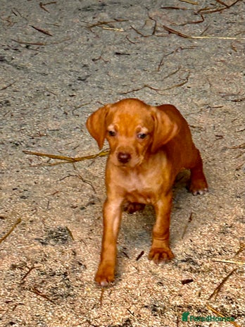 Hungarian Vizsla dogs - Advert 4