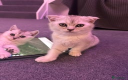 Scottish Fold cats for sale: Scottish fold/straight kittens (girls) - Image 2