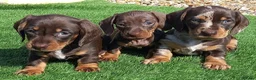 Miniature Dachshund dogs for sale: Kc reg mini dachshund last stunning little girl . - Advert 3