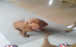 Hungarian Vizsla dogs for sale: Highly intelligent VIZSLA GIRL, bundle of energy  - Image 3