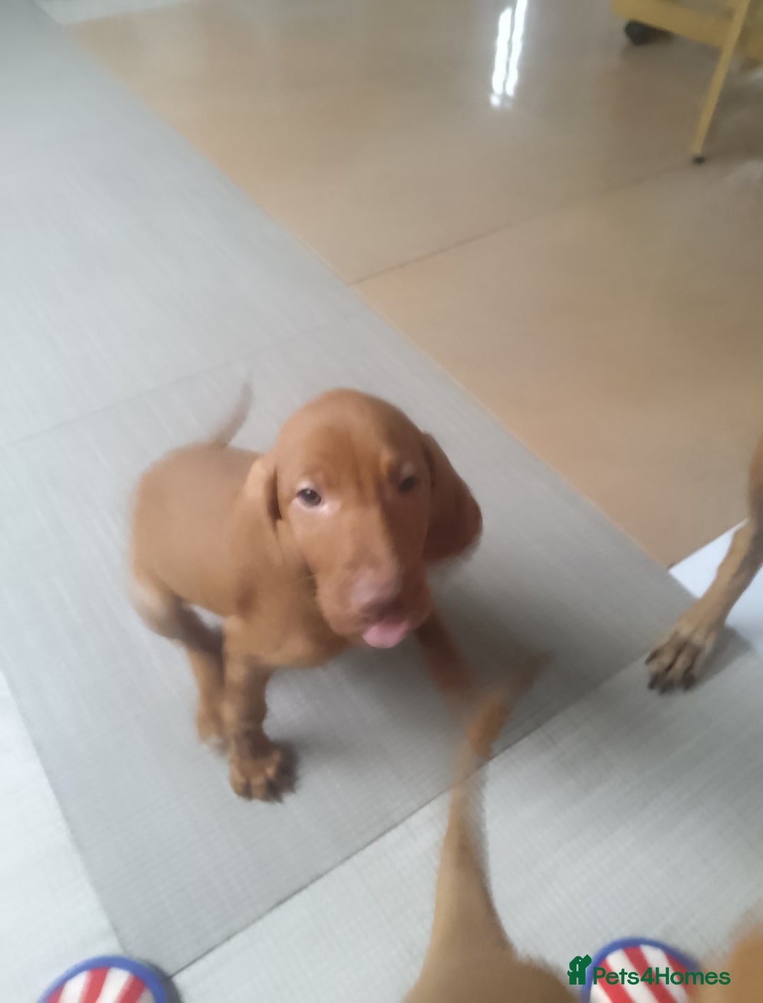 Hungarian Vizsla dogs for sale: Highly intelligent VIZSLA GIRL, bundle of energy  - Image 3