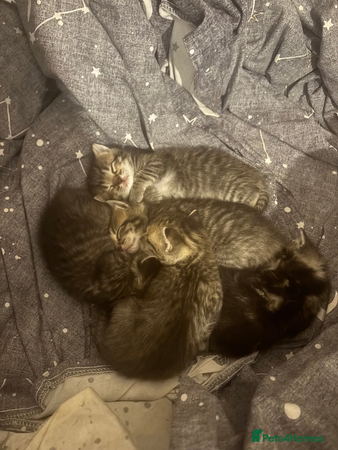 Bengal cats for sale: Bengal kittens  - Advert 11