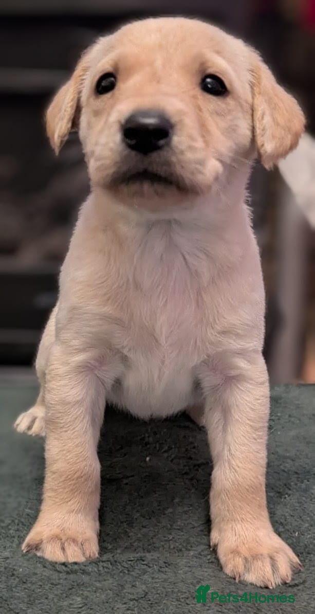 Labrador Retriever dogs Working bred yellow lab pups - Advert 3