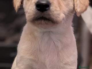 Labrador Retriever dogs Working bred yellow lab pups - Advert 3