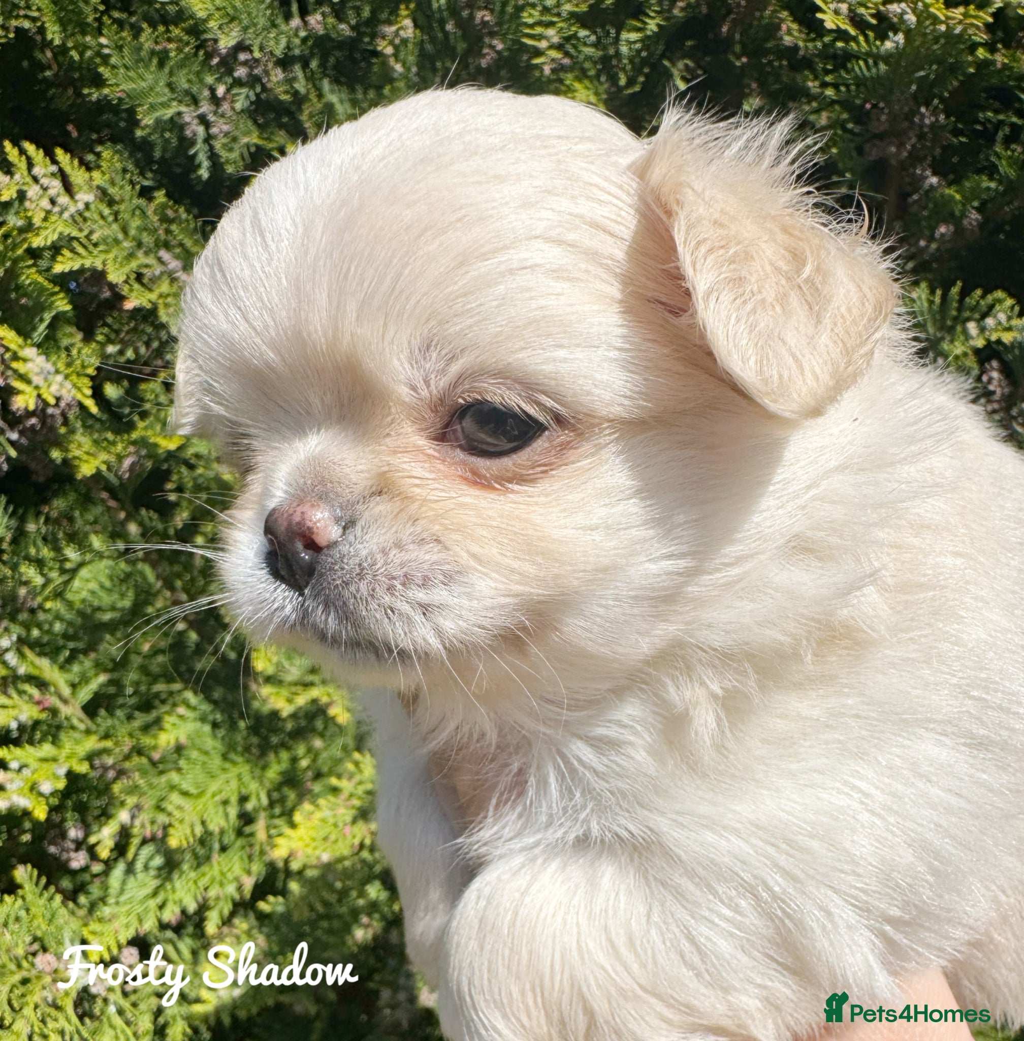 Chihuahua dogs KC long coat cream show line chihuahua puppies  - Advert 9