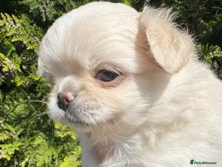 Chihuahua dogs KC long coat cream show line chihuahua puppies - Advert 9