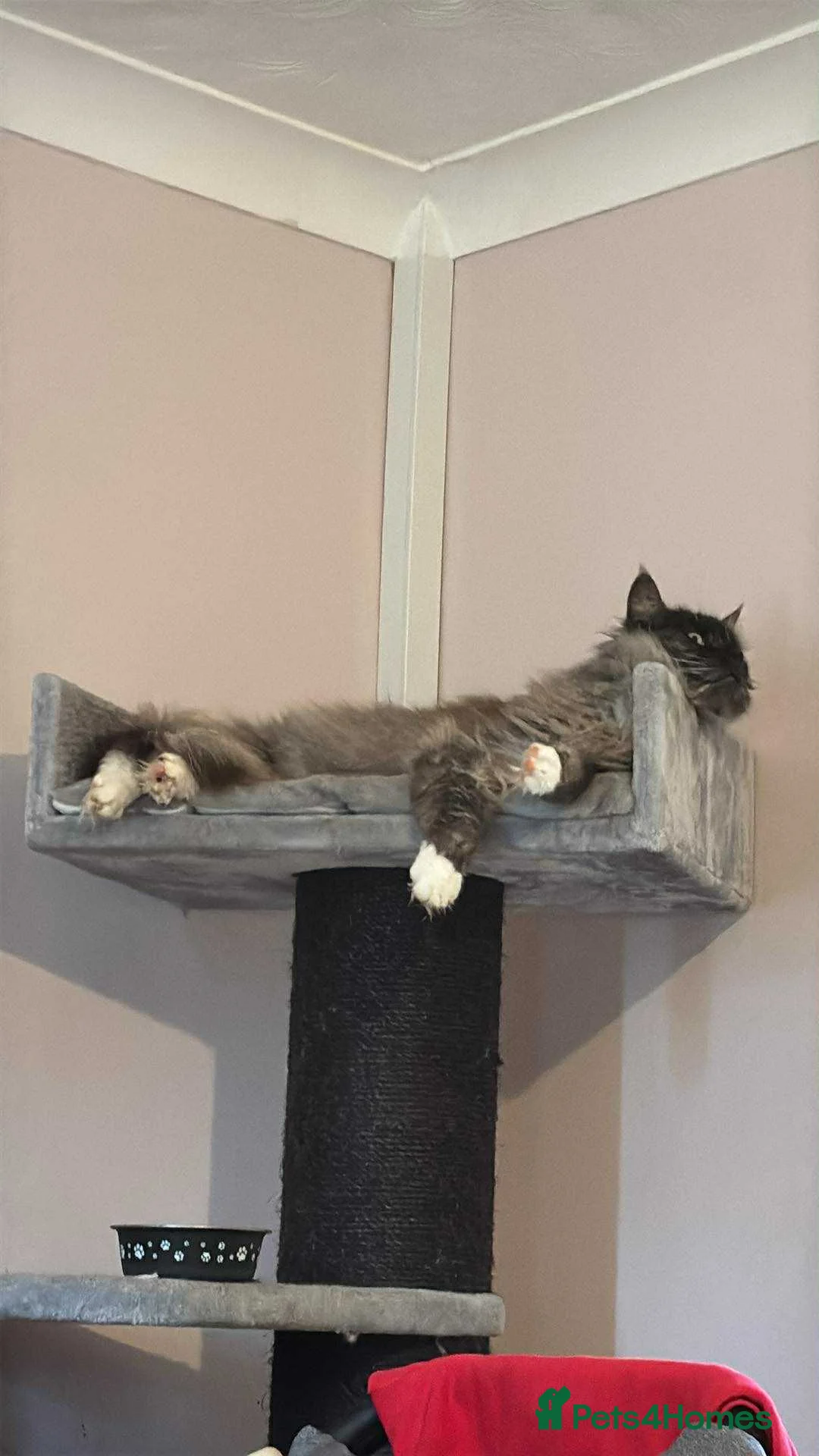 Maine Coon cats for sale: Maine coon Male - Advert 2