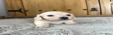 Polar