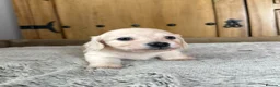 Miniature Dachshund dogs for sale: Cream Longhaired Miniature Dachshund - Advert 6