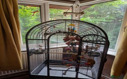 Conures birds for sale: Pineapple conures looking for new home.  - Image 3