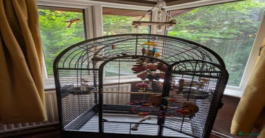 Conures birds - Advert 4