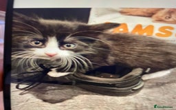 British Shorthair cats for sale: Kittens - Image 2