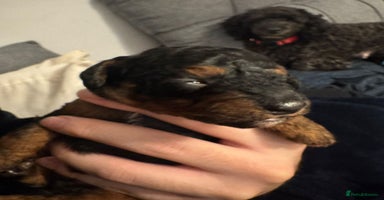 Cockapoo dogs - Advert 1