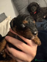 Cockapoo dogs - Advert 1