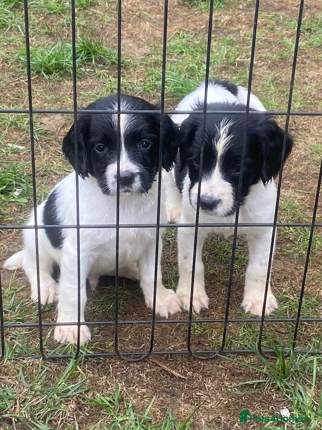 English Springer Spaniel dogs 3x MALES, IR FTCH Sired springer spaniel puppies  - Advert 1