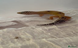 Leopard Gecko reptiles for sale: Young leopard gecko seeking new home  - Advert 4
