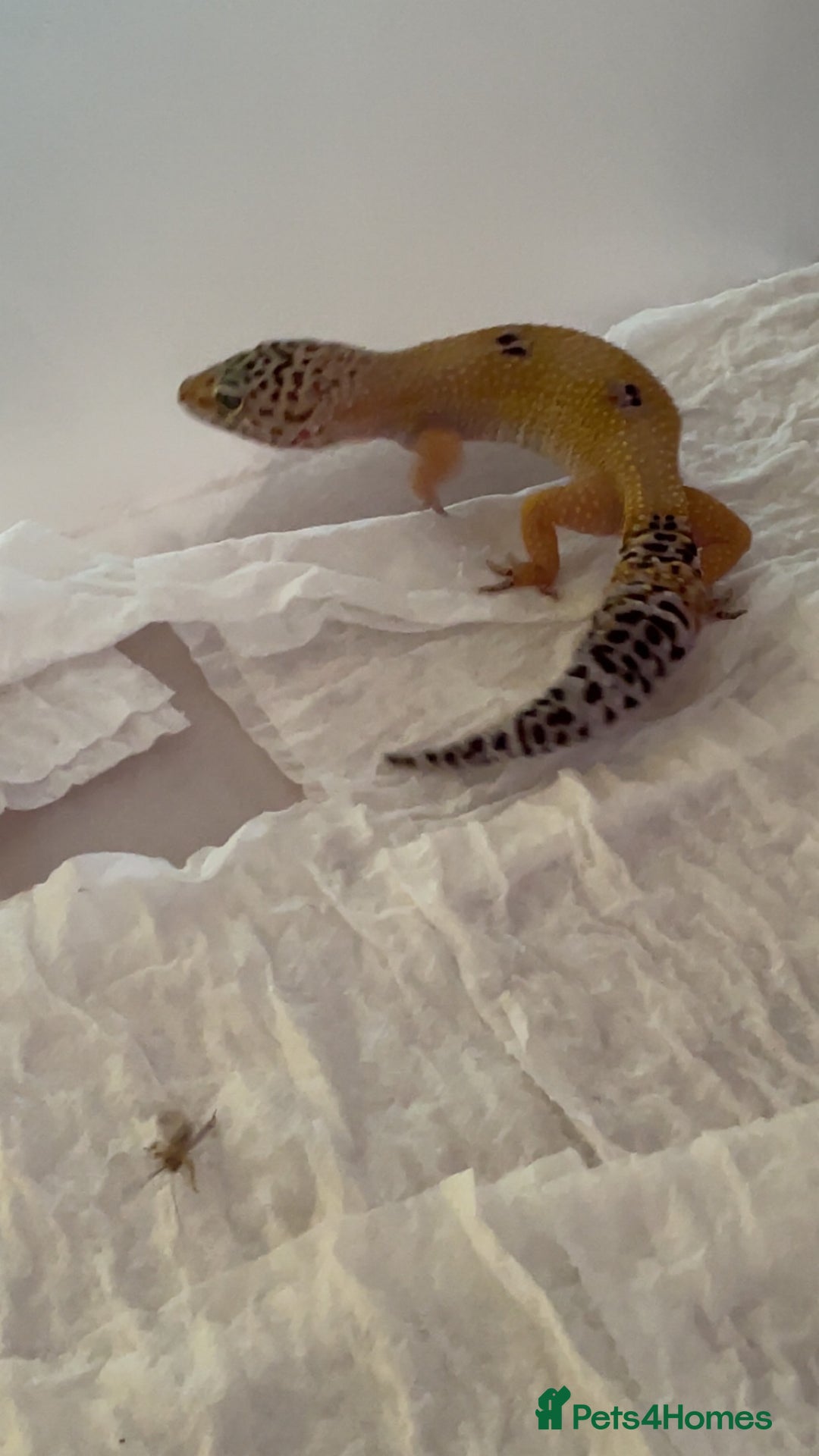 Leopard Gecko reptiles for sale: Young leopard gecko seeking new home  - Advert 4