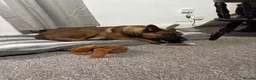 Belgian Shepherd Dog dogs for sale: 15 month old Belgian malinois - Advert 9