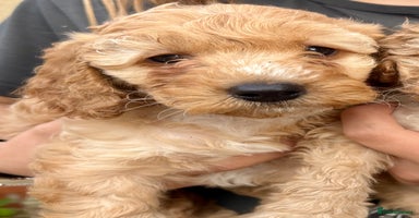 Cockapoo dogs - Advert 2