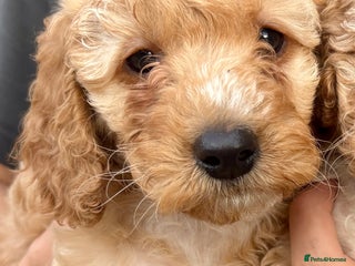 Cockapoo dogs - Advert 3