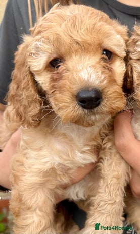 Cockapoo dogs - Advert 2