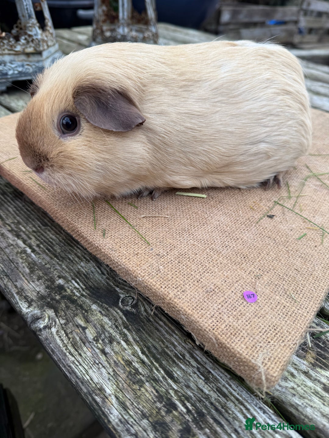 Guinea Pig rodents for sale: Pure bred California & Swiss guineapigs  - Advert 11