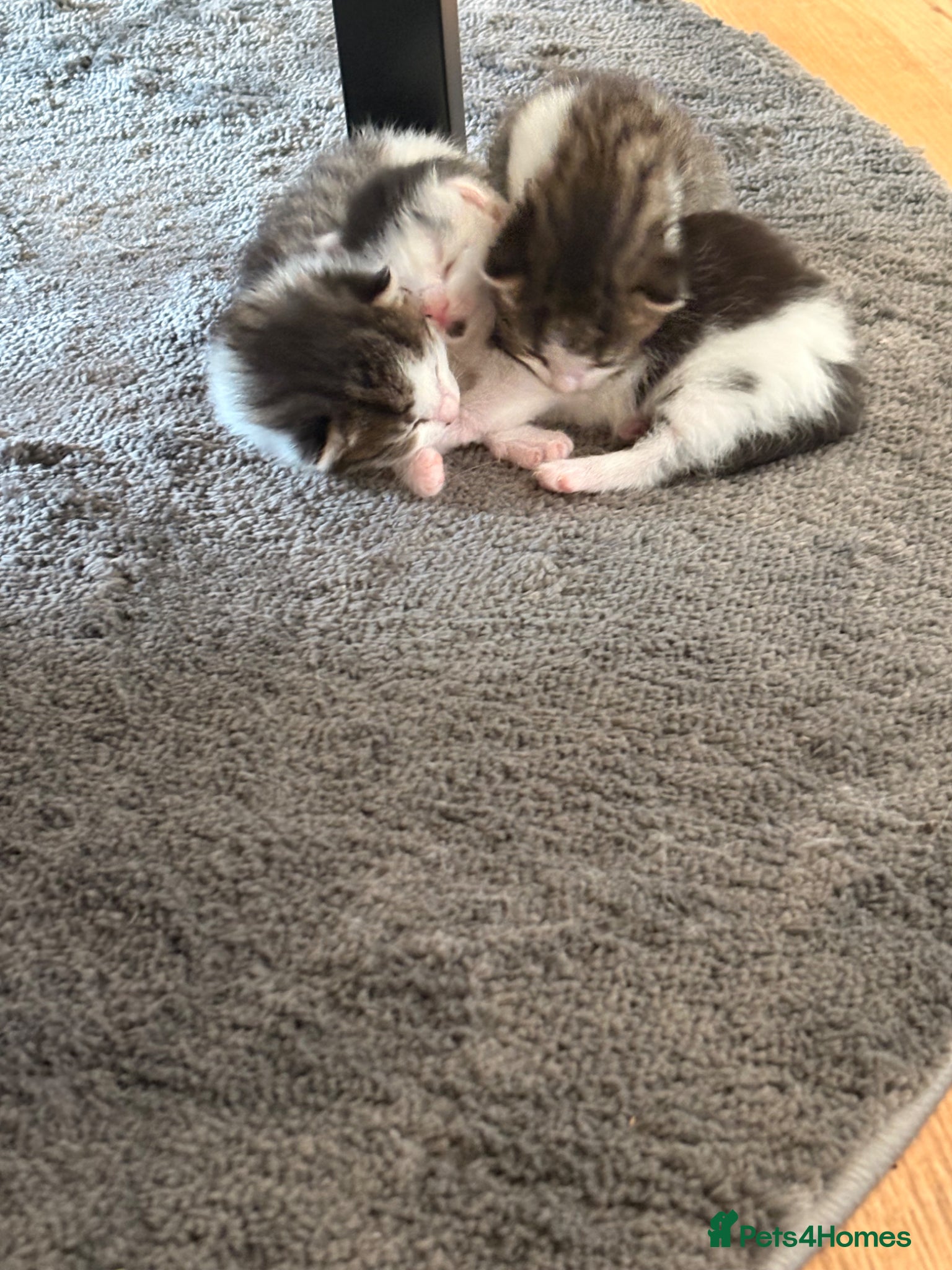 Mixed Breed cats for sale: Gorgeous kittens  in Nantwich - Advert 10