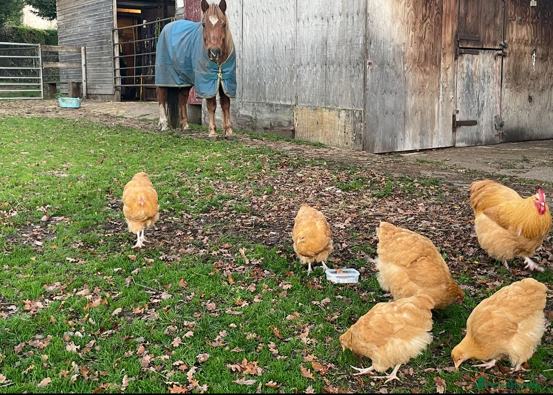 Chickens poultry for sale: Buff orpington. Pure Breed - Advert 3