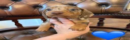 Miniature Dachshund dogs for sale: Beautiful LH & SH Dapples Miniature Dachshund Pups - Advert 4
