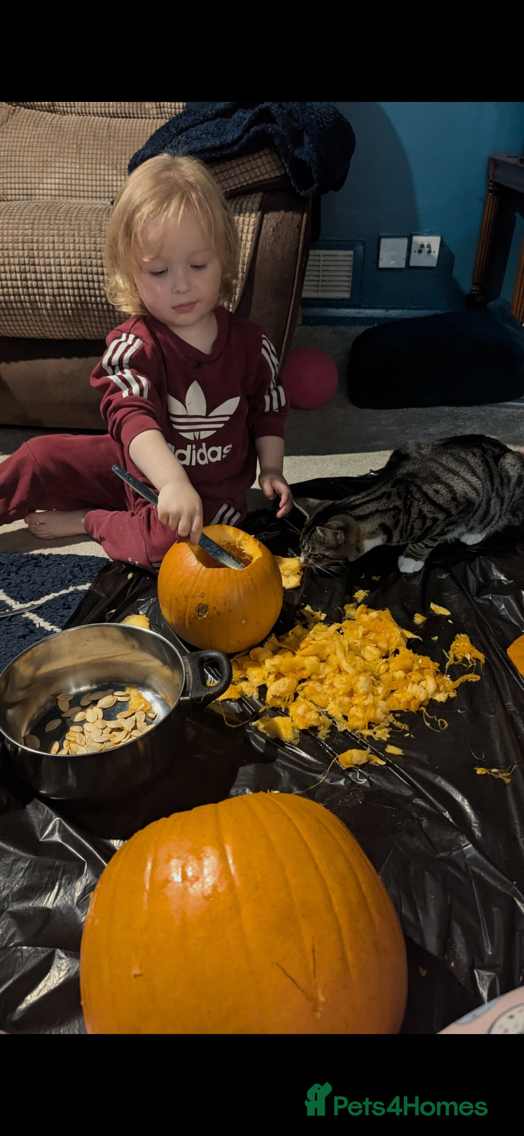 Mixed Breed cats for sale: Mixed Breed Male Tabby  - Image 11