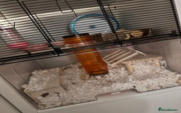 Hamster rodents for sale: Syrian Hamster  - Image 6