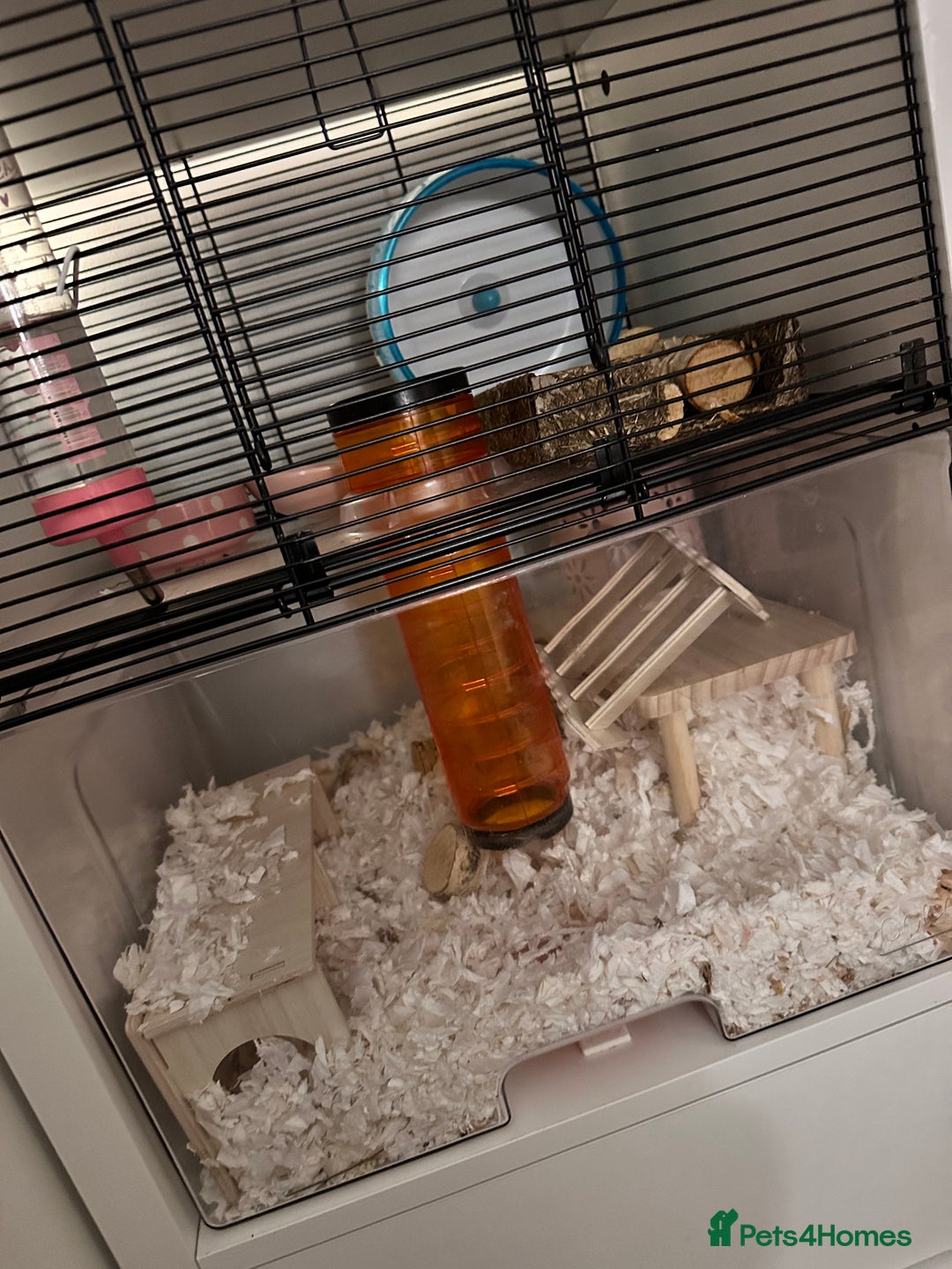 Hamster rodents for sale: Syrian Hamster  - Image 6