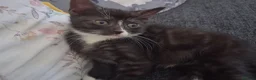 Mixed Breed cats for sale: Five beautiful kittens looking for a new home  - Advert 14