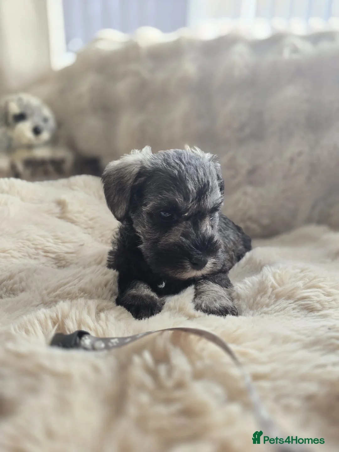 Miniature Schnauzer dogs for sale: RKC reg 2 boys 1 girl available end of FEB - Advert 5