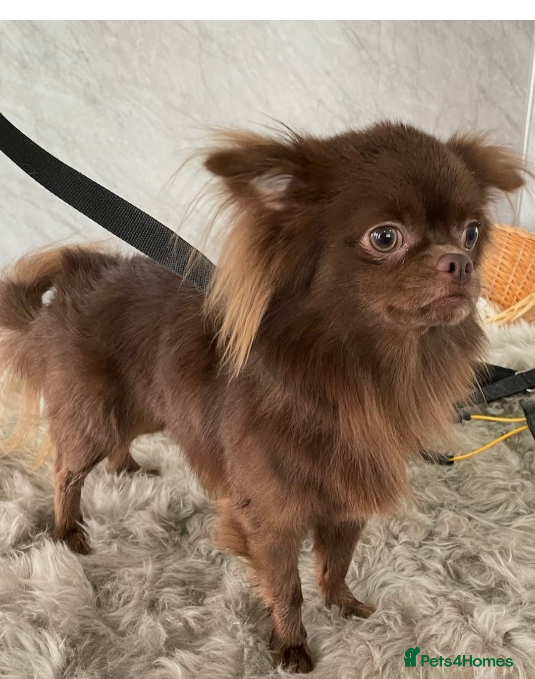 Chihuahua dogs for sale: 4 year old male chihuahua, long coat chocolate - Advert 1