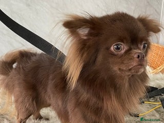 Chihuahua dogs 4 year old male chihuahua, long coat chocolate - Advert 1