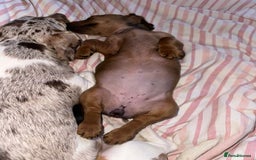Dachshund dogs for sale: LAST Red Dapple Miniature Dachshund - Image 2