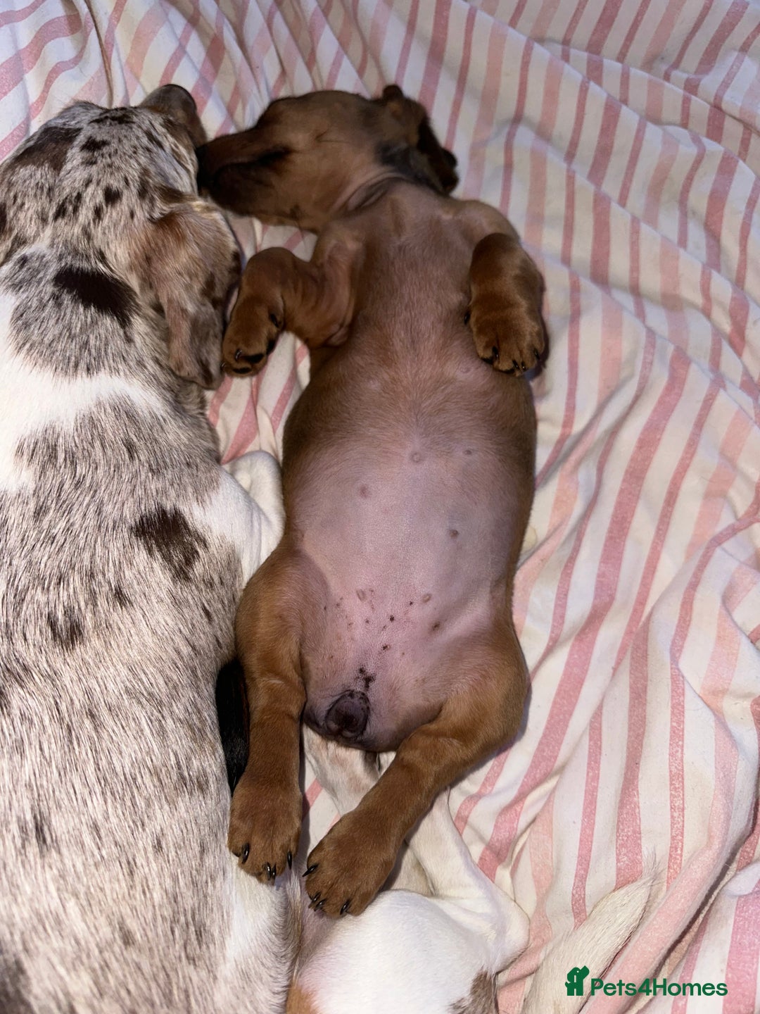 Dachshund dogs for sale: LAST Red Dapple Miniature Dachshund - Image 2