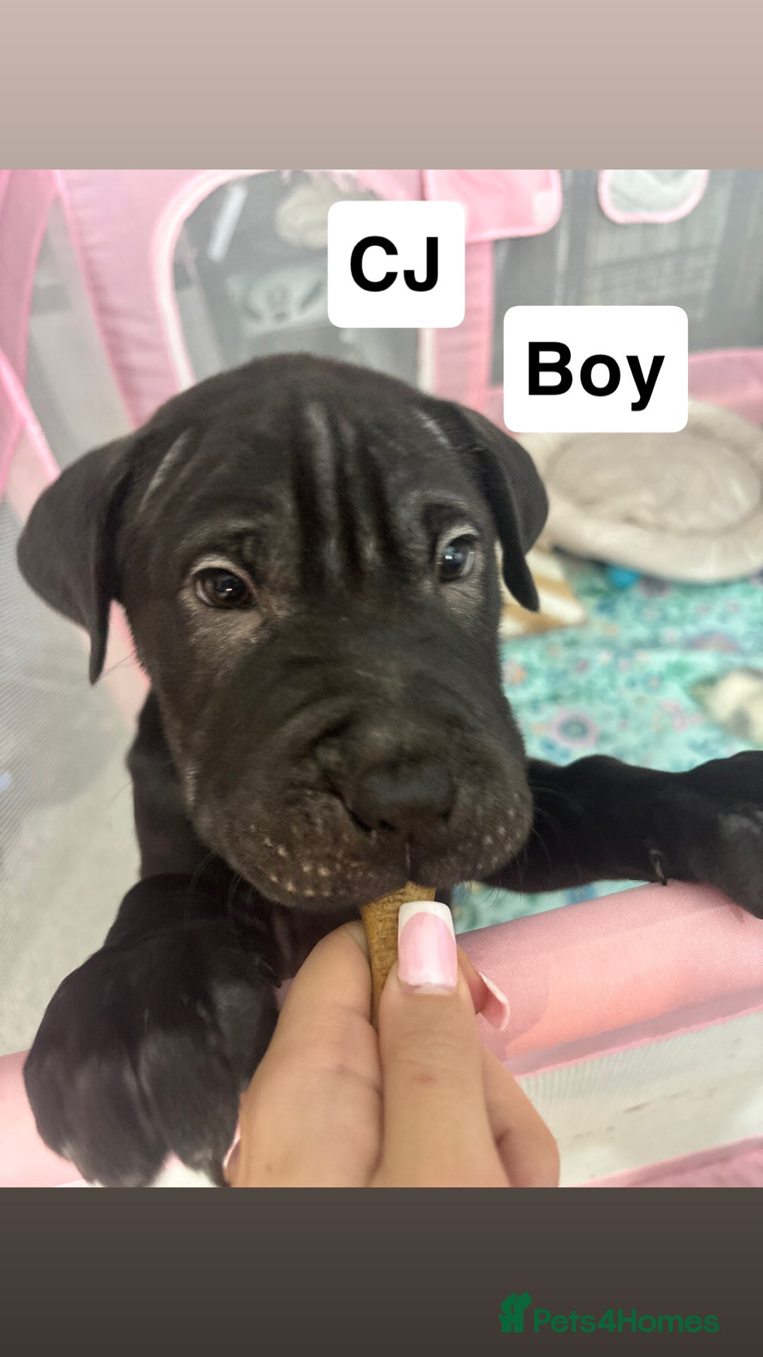 Mixed Breed dogs for sale: 4/9 left! - Advert 10