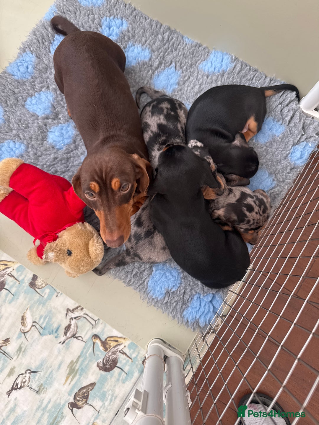 Miniature Dachshund dogs for sale: Stunning Black and Tan girls  - Advert 1