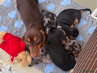 Miniature Dachshund dogs Stunning Black and Tan girls - Advert 1