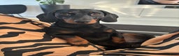 Miniature Dachshund dogs for stud: Proven Stud Black & Tan Miniature Dachshund Stud in Durham - Advert 5