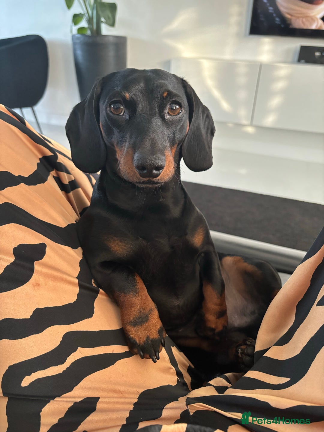 Miniature Dachshund dogs for stud: Proven Stud Black & Tan Miniature Dachshund Stud in Durham - Advert 5