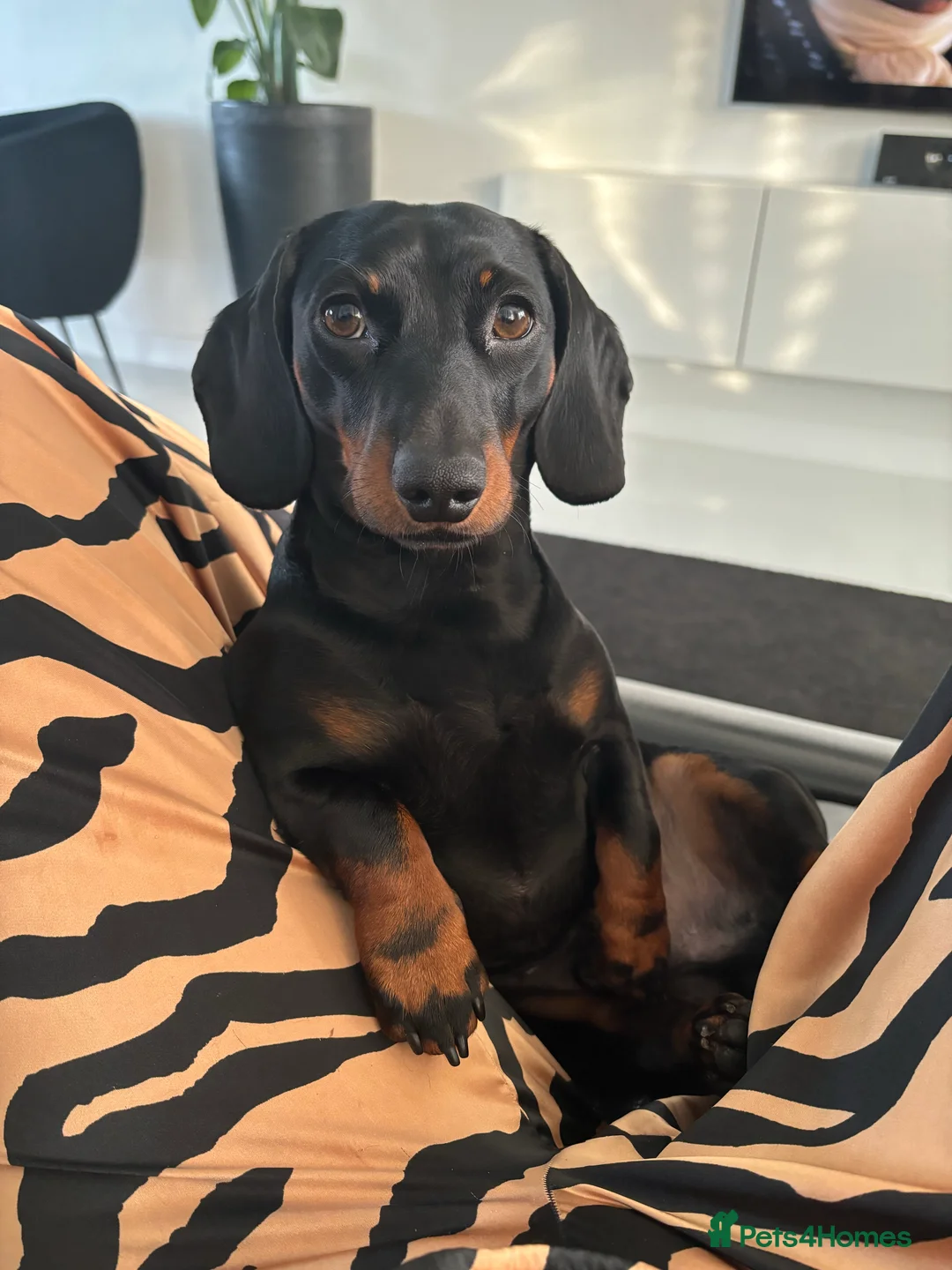 Miniature Dachshund dogs for stud: Proven Stud Black & Tan Miniature Dachshund Stud in Durham - Advert 5