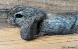 Mini Lop rabbits for sale: MINI LOP BUNNIES - pedigree  - Image 20