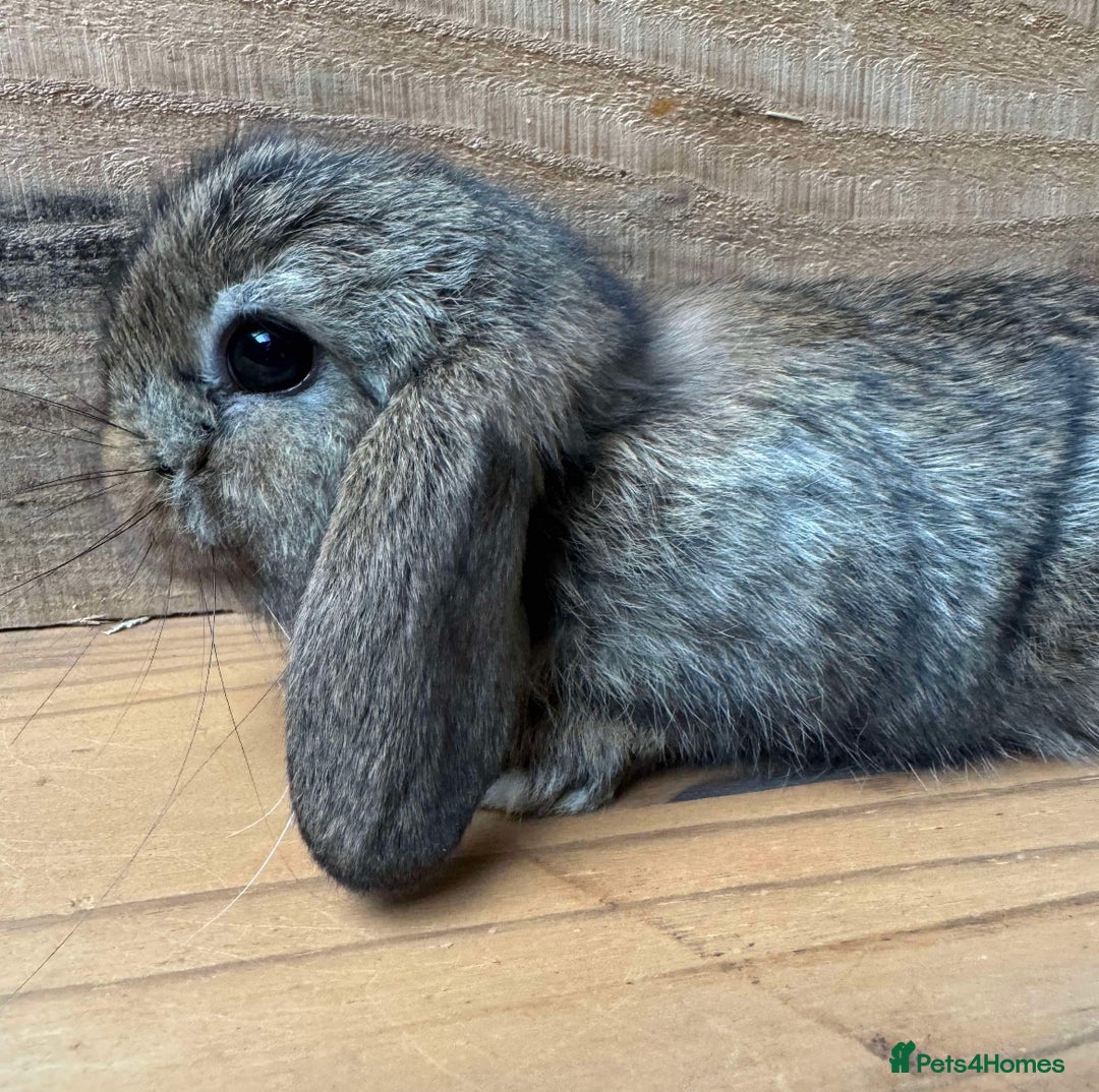 Mini Lop rabbits for sale: MINI LOP BUNNIES - pedigree  - Image 20