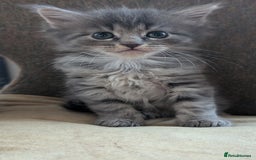 Maine Coon cats for sale: 5 Beautiful Maine Coon kittens available! 😻 - Image 21