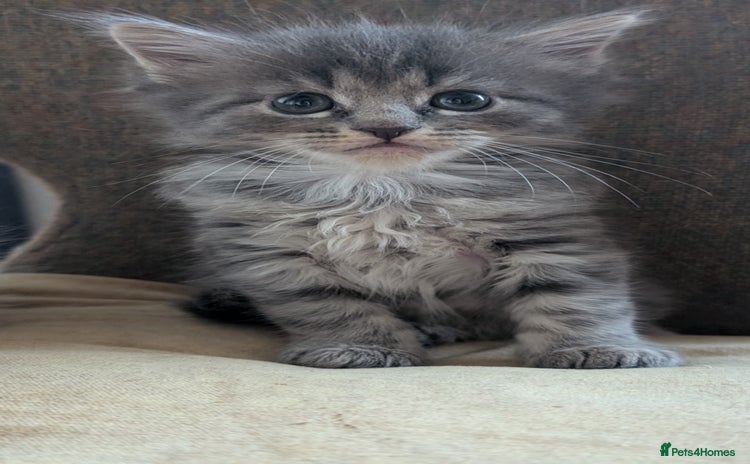 Maine Coon cats - Advert 6