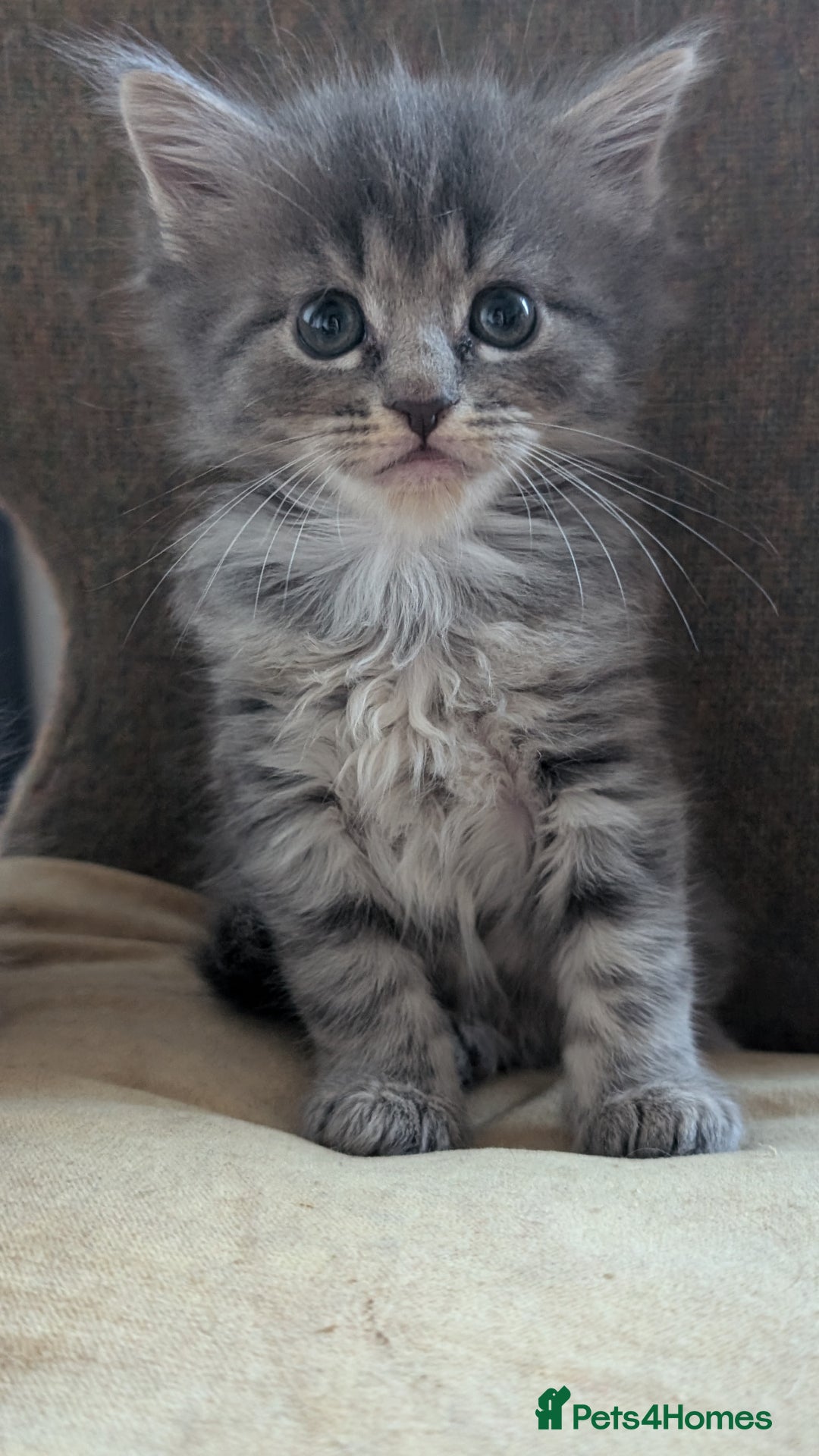 Maine Coon cats for sale: 5 Beautiful Maine Coon kittens available! 😻 - Image 21