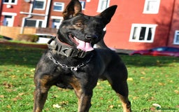 Mixed Breed dogs for sale: Bullherders top working lines  - Advert 6